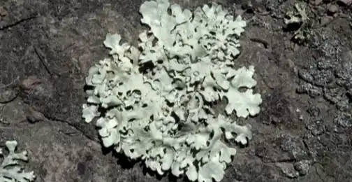 Is lichen poisonous to humans?